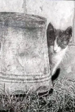 Cat & Bucket by Agnieszka Przyborowski